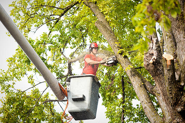 Reliable Woodville, FL Tree Service Solutions